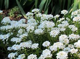 Attēlu rezultāti vaicājumam “Lobularia maritima”