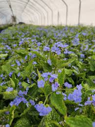 Attēlu rezultāti vaicājumam “Brunnera macrophylla”
