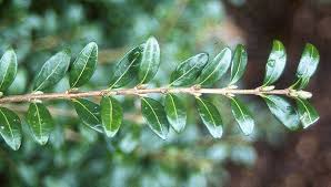 Attēlu rezultāti vaicājumam “Lonicera caerulea var. pallasii leaf”