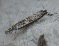 Attēlu rezultāti vaicājumam “Platytes alpinella”