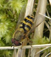 Attēlu rezultāti vaicājumam “Syrphus torvus”