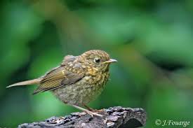 Attēlu rezultāti vaicājumam “Erithacus rubecula juvenile”