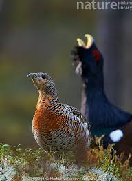 Attēlu rezultāti vaicājumam “Tetrao urogallus”