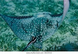 Image result for Aetobatus narinari