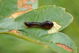 Attēlu rezultāti vaicājumam “Euura brevicornis larva”