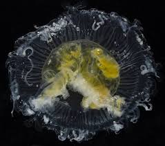 Image result for Phacellophora camtschatica