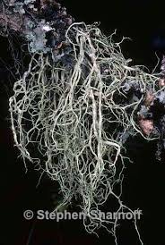 Attēlu rezultāti vaicājumam “Evernia divaricata”