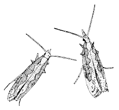 Attēlu rezultāti vaicājumam “Plutellidae”