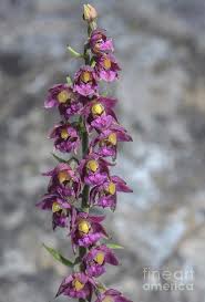 Attēlu rezultāti vaicājumam “Epipactis atrorubens flower”