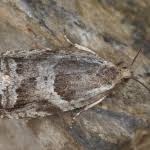 Attēlu rezultāti vaicājumam “Ancylis myrtillana”