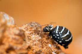 Attēlu rezultāti vaicājumam “Symphypleona”