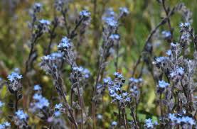 Attēlu rezultāti vaicājumam “Myosotis sparsiflora flower”