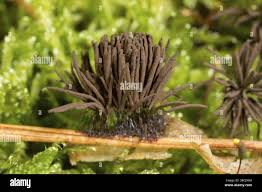 Attēlu rezultāti vaicājumam “Stemonitis fusca plasmodium”