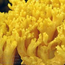 Attēlu rezultāti vaicājumam “Ramaria flava”