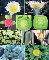 Attēlu rezultāti vaicājumam “Caryophyllaceae”