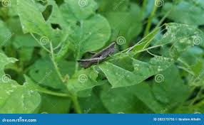 Attēlu rezultāti vaicājumam “Chrysochraon dispar”