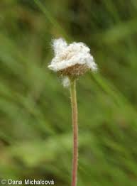Attēlu rezultāti vaicājumam “Anemone sylvestris bud”