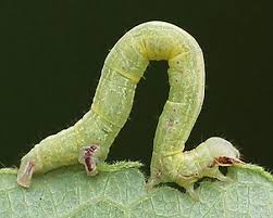 Attēlu rezultāti vaicājumam “Cabera exanthemata”