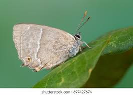 Attēlu rezultāti vaicājumam “Favonius quercus underside”
