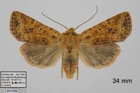 Attēlu rezultāti vaicājumam “Conistra rubiginea”