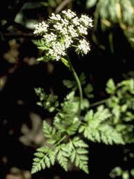 Attēlu rezultāti vaicājumam “Conioselinum tataricum”