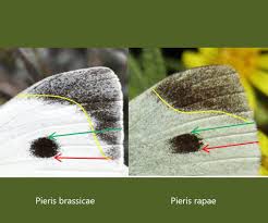 Attēlu rezultāti vaicājumam “Pieris brassicae underside”