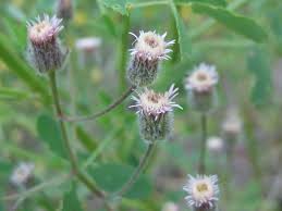 Attēlu rezultāti vaicājumam “Erigeron acris”