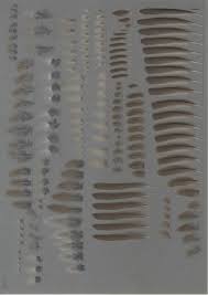 Attēlu rezultāti vaicājumam “Sylvia borin adult”