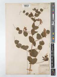 Attēlu rezultāti vaicājumam “Vicia pisiformis”