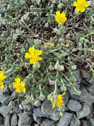 Attēlu rezultāti vaicājumam “Helianthemum nummularium”