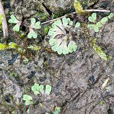 Attēlu rezultāti vaicājumam “Riccia bifurca”