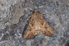 Attēlu rezultāti vaicājumam “Hadula trifolii”