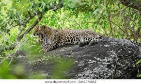 Image result for Яла заповедник