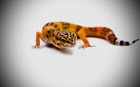 Image result for gravidity leopard gecko