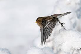 Image result for twite photo