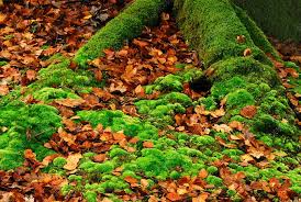 Attēlu rezultāti vaicājumam “Leucobryum glaucum”