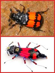 Attēlu rezultāti vaicājumam “Nicrophorus vespilloides”