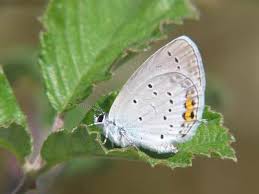 Attēlu rezultāti vaicājumam “Everes argiades underside”
