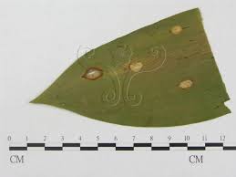 Attēlu rezultāti vaicājumam “Puccinia sessilis”