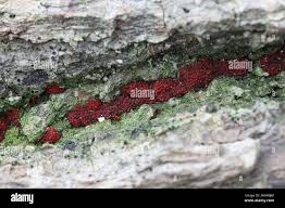 Attēlu rezultāti vaicājumam “Neonectria coccinea”