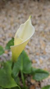 Attēlu rezultāti vaicājumam “Araceae”