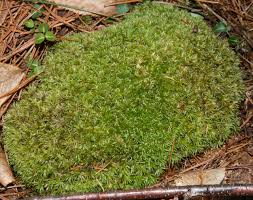 Attēlu rezultāti vaicājumam “Leucobryum glaucum”