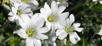 Attēlu rezultāti vaicājumam “Cerastium tomentosum flower”