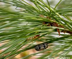 Attēlu rezultāti vaicājumam “Ichneumonidae cocoon”