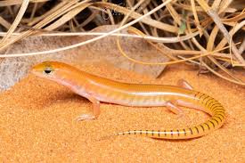 Attēlu rezultāti vaicājumam “Lycogala persicum young”
