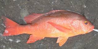 Image result for Lutjanus colorado