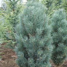 Attēlu rezultāti vaicājumam “Pinus sylvestris var. borussica”