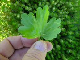 Attēlu rezultāti vaicājumam “Ranunculus sceleratus leaf”