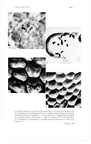 Attēlu rezultāti vaicājumam “Lophocolea minor”