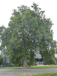 Attēlu rezultāti vaicājumam “Platanus x hispanica (syn. Platanus x acerifolia)”